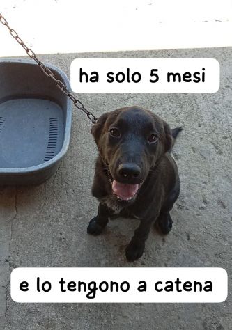 ROCKY CUCCIOLO 5 MESI taglia media