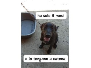 ROCKY CUCCIOLO 5 MESI taglia media