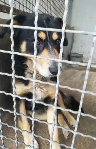 UN'OCCASIONE ANCHE PER GATSBY  CAGNOLINO IN ADOZIONE - Foto 2