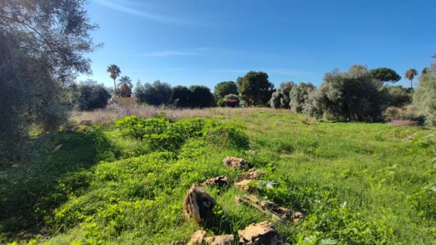 Terreno Agricolo di mq 7000 in strada per Floridia - Foto 7