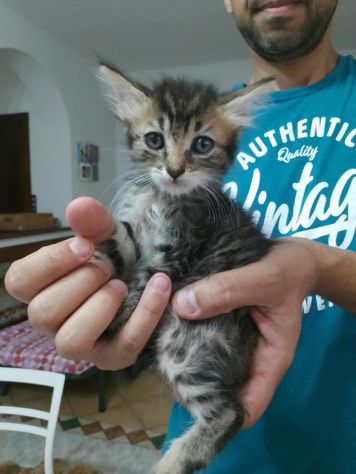 Micetto dolcissimo - Foto 4