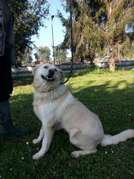 ANTONIA, bella mix labrador - Foto 3