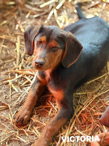VICTORIA, la cucciola più dolce del mondo!
