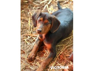 VICTORIA, la cucciola più dolce del mondo!