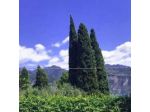 Testa Iseo