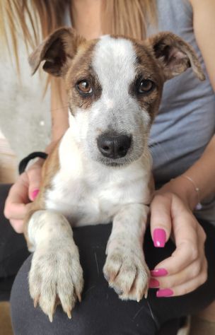 CUCCIOLI 3 MESI TAGLIA MEDIA IN CANILE - Foto 4