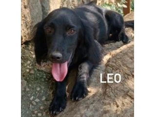 Leo giovane cagnolino taglia medio piccola 12,14 kg