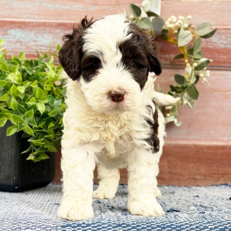 Bellissimi cuccioli di Cane d'acqua Portoghese - Foto 2