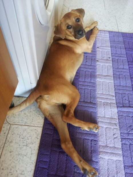 Cucciolone in cerca di amore - Foto 3