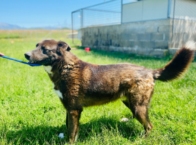 CANE IN ADOZIONE: ZAMPA BIANCA e i suoi calzini. - Foto 7