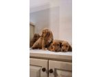 Cuccioli di Cocker Spaniel