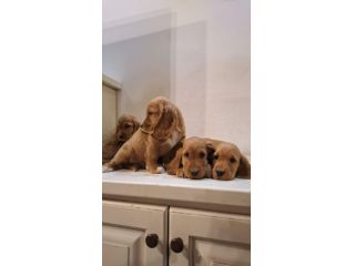 Cuccioli di Cocker Spaniel
