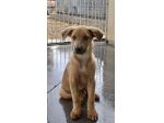 Paride dolce cucciolo in adozione
