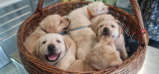🐾 Iconici Cuccioli: L'eccellenza del Labrador Retriever in una zampa 🐾 - Foto 7