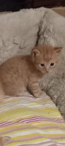GATTINI ADORABILI - Foto 8