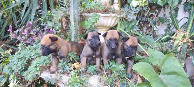 Allevamento Pastore Belga Malinois Cuccioli con pedigree Napoli Salerno - Foto 2