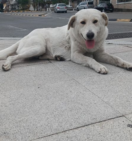 KIRA CUCCIOLONA SIMIL LABRADOR 18 MESI - Foto 2