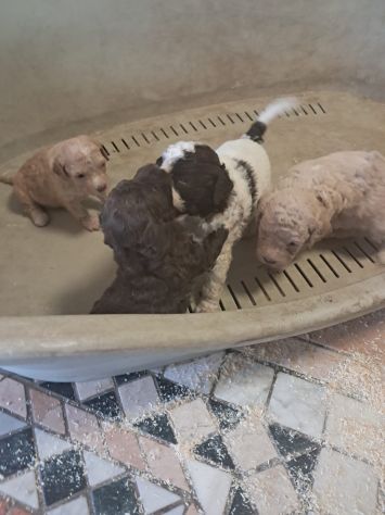 Cuccioli di Lagotto Romagnolo - Foto 2
