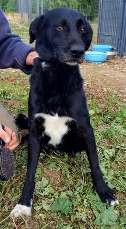 Dolcissimi cani in cerca di casa URGENTE - Foto 3
