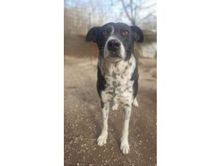 Kika
