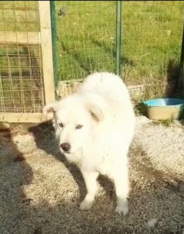 CANE IN ADOZIONE: GREG - Foto 10