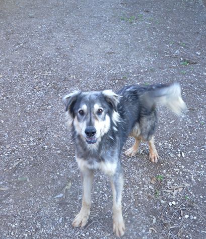 Seth bellissimo cucciolone in canile. In adozione - Foto 6