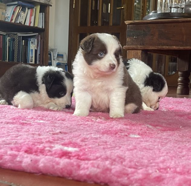 Cuccioli Border Collie di alta genealogia - Foto 5