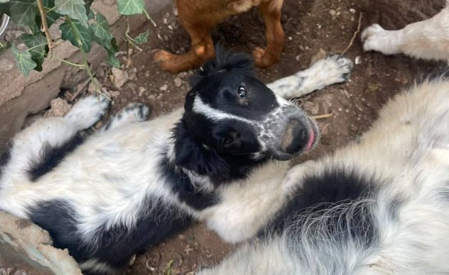 Zorro cucciolo - Foto 2