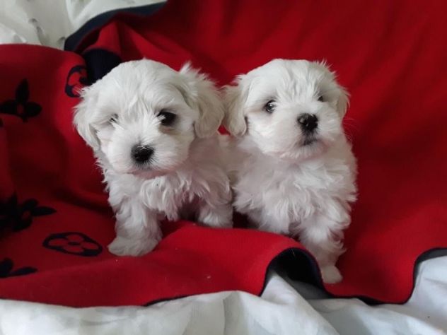 Bellissimi Cuccioli di Maltese Toy Maschi e Femmine