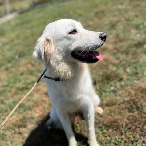 AGNESE TIMIDA E DELICATA CAGNOLINA IN ADOZIONE - Foto 5