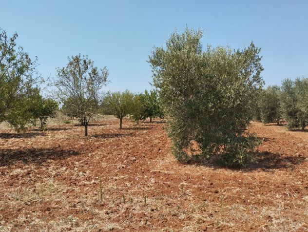 Terreno agricolo in vendita a Casarano 12.000 mq - Foto 2