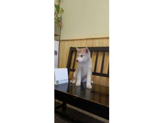 Cuccioli di Siberian Husky