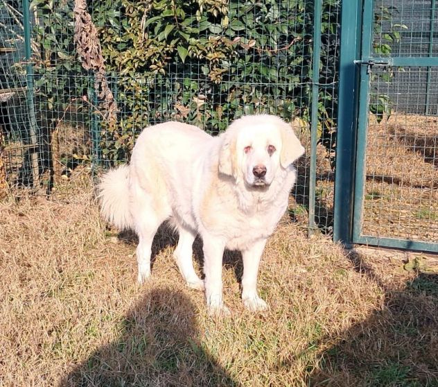 VITA, cagnolona dolcissima in cerca di una bella famiglia - Foto 2