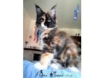 SPLENDIDI CUCCIOLI RAZZA MAINE COON
