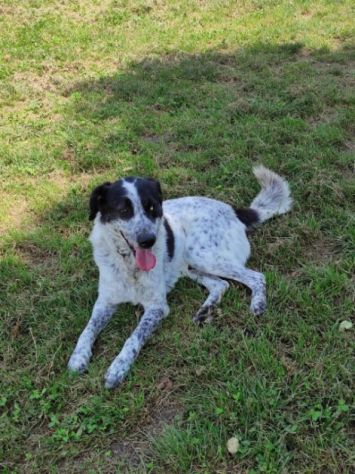 CANE IN ADOZIONE: ESCAPE, taglia media. - Foto 4