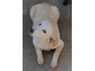 CUCCIOLO IN ADOZIONE: DUCCIO