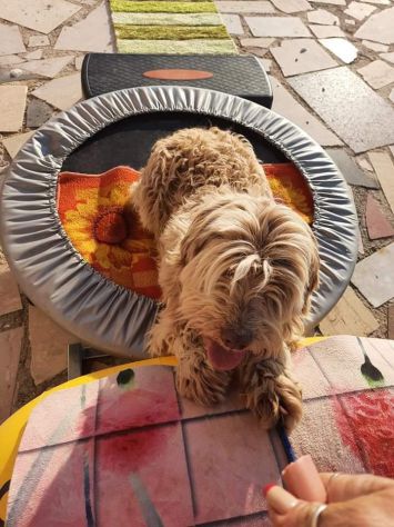 Gigi simil lagotto - Foto 6