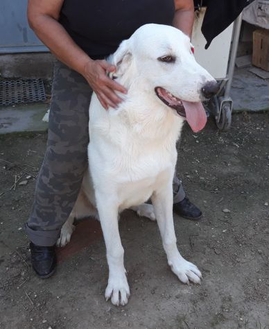 6anni entrato in box a 40 giorni VI PREGO FATELO USCIRE MIX LABRADOR ROMA