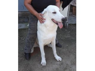 6anni entrato in box a 40 giorni VI PREGO FATELO USCIRE MIX LABRADOR ROMA