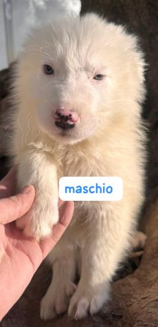 CUCCIOLI MAREMMANO 3 MESI - Foto 4