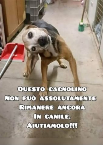 14anni medio piccolo con problema vestibolare.MARCHE