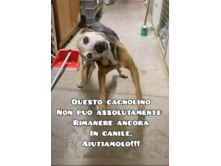 14anni medio piccolo con problema vestibolare.MARCHE