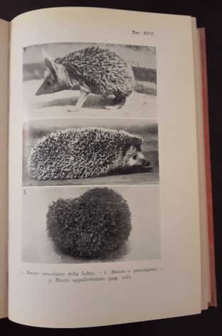NOI E I NOSTRI COMPAGNI DI VIAGGIO, MARIA BARGONI STURA, G. PRINCIPATO 1941. - Foto 5