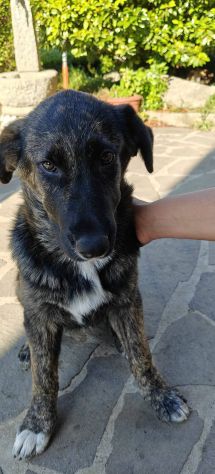 DANA E BERNA CUCCIOLE IN ADOZIONE - Foto 7