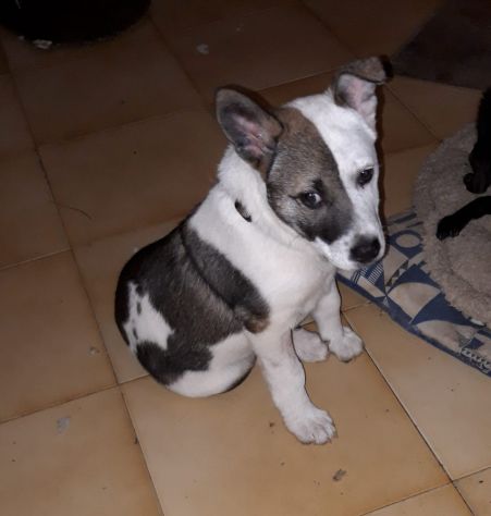 CIRO, un cucciolo meraviglioso - Foto 3