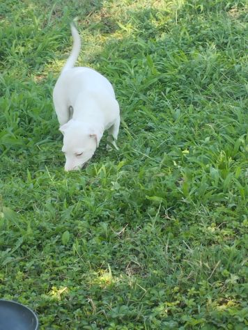 JACK RUSSELL CUCCIOLI - Foto 5