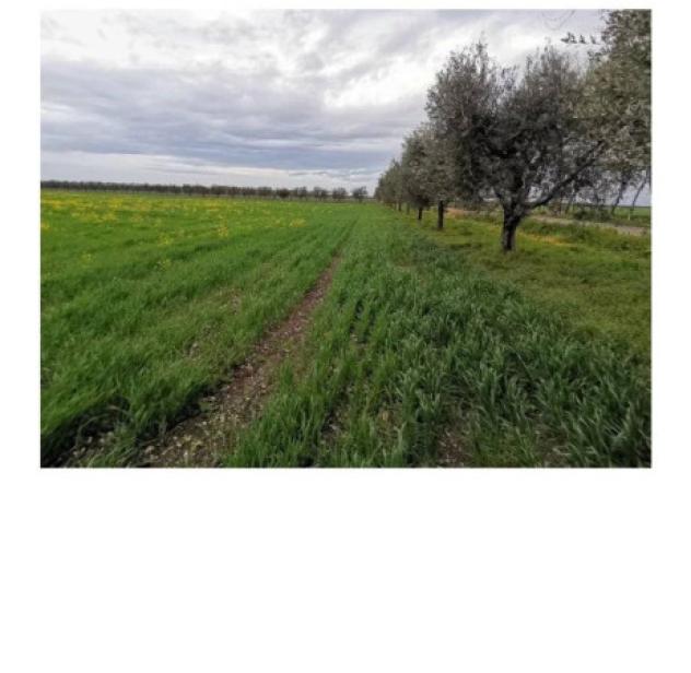 Immobile in asta di 78 m², box auto in vendita a San Severo - Foto 5