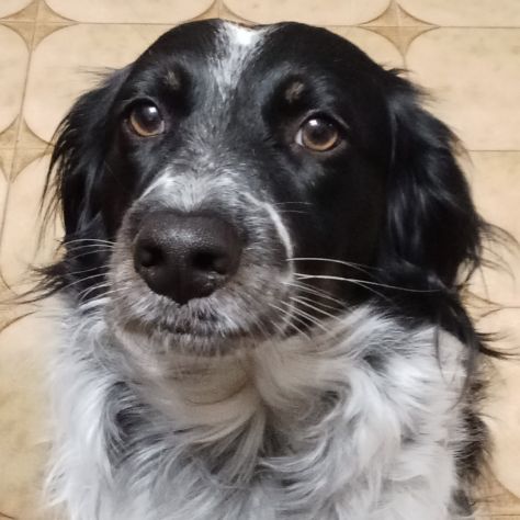 Betty simil Setter 2anni salita mesi fa FERRARA