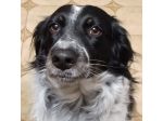 Betty simil Setter 2anni salita mesi fa FERRARA