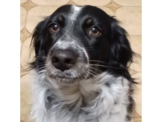 Betty simil Setter 2anni salita mesi fa FERRARA